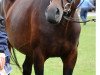 broodmare Weissgold II (Oldenburg, 2001, from Drakdream)