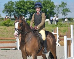 Pferd Goldengrove Juliet (British Riding Pony, 2007, von Holyoake Czar)