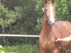 broodmare Larissa (Westphalian, 2006, from Lordanos)