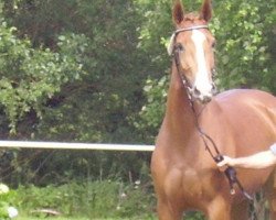 broodmare Larissa (Westphalian, 2006, from Lordanos)