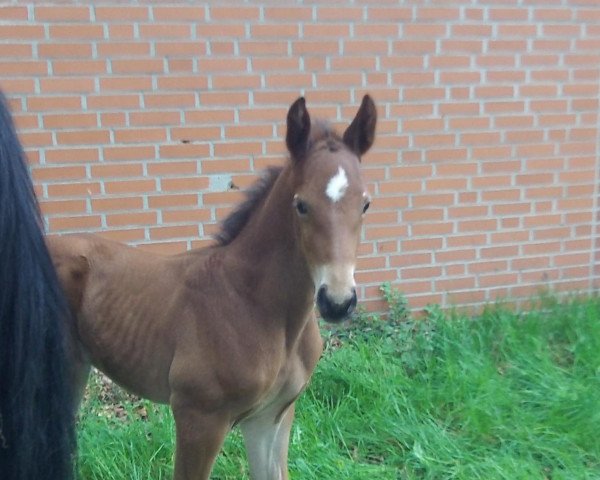 stallion Columbus 99 (Oldenburg show jumper, 2013, from Coupe d`Or)