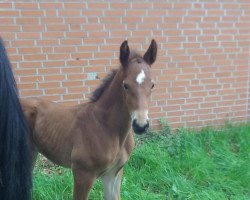 stallion Columbus 99 (Oldenburg show jumper, 2013, from Coupe d`Or)