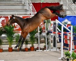 Springpferd Ivanohe Tame (Selle Français, 2018, von Delstar Mail)