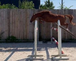 Springpferd Isola Rossa Tame (Selle Français, 2018, von Chacco Rouge)