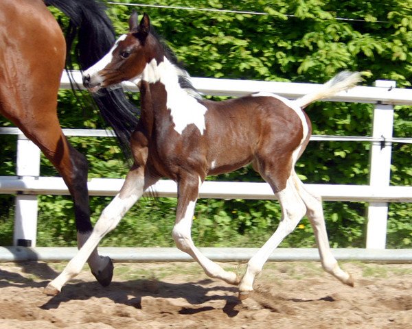 horse Sisko (German Warmblood, 2013, from Semper)