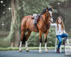 Pferd Goldengrove Party Time (British Riding Pony, 2014, von Holyoake Czar)