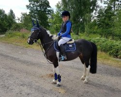 Pferd Ballyowens Oreo (Irish Sport Horse,  , von Holyoake Czar)