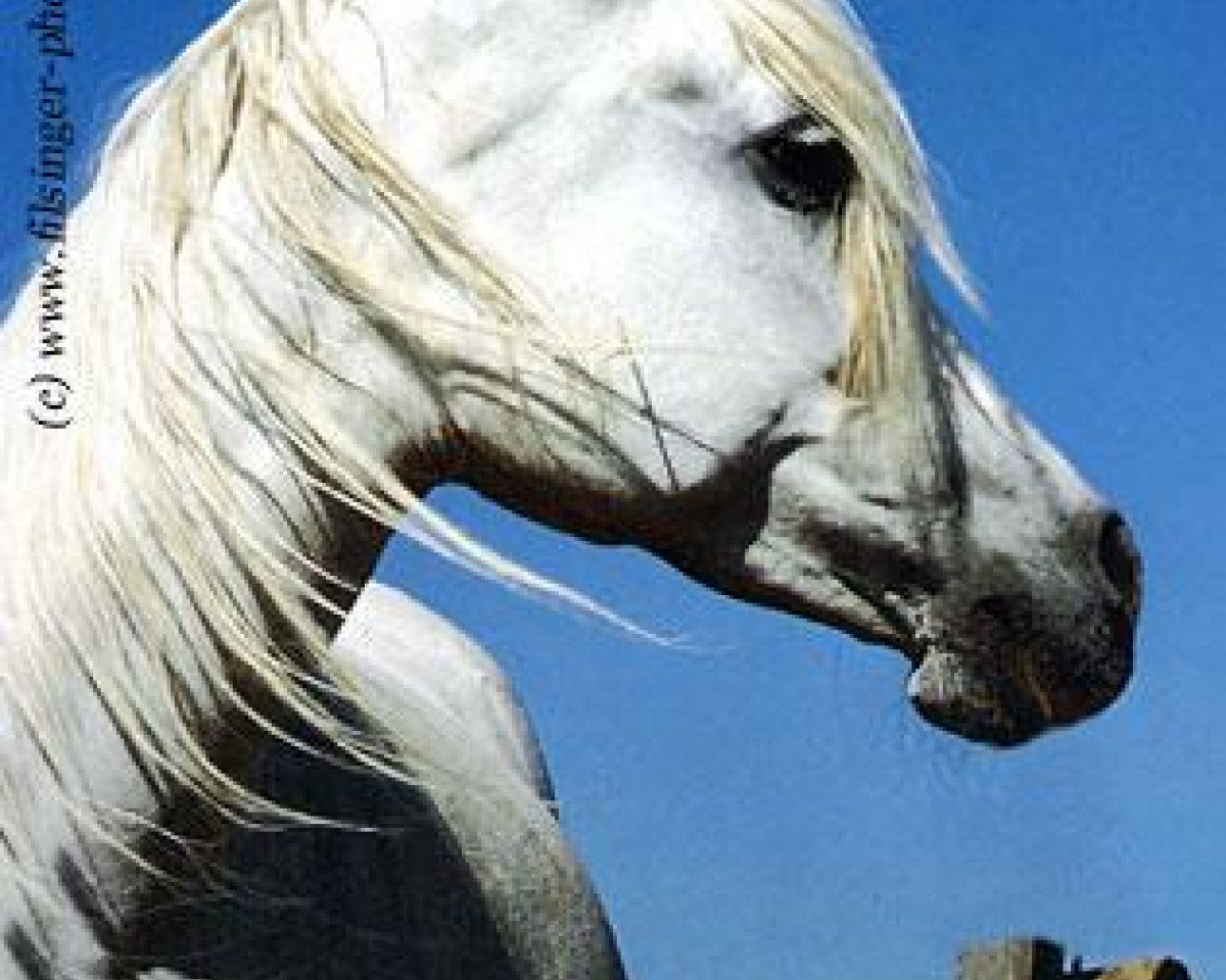 broodmare Maisa 1973 ox (Arabian purebred, 1973, from Hadban Enzahi 1952 EAO)