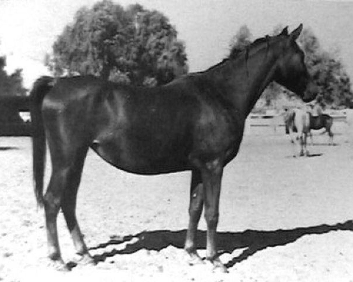 broodmare Nazic 1961 EAO (Arabian purebred, 1961, from Morafic 1956 EAO)