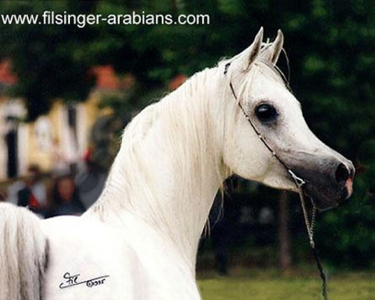 stallion Mahyubi Ibn Maisa 1982 ox (Arabian purebred, 1982, from Nabil Ibn Nazeefa 1977 ox)