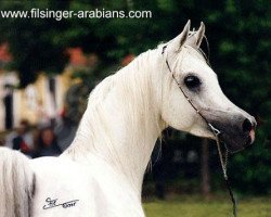 stallion Mahyubi Ibn Maisa 1982 ox (Arabian thoroughbred, 1982, from Nabil Ibn Nazeefa 1977 ox)