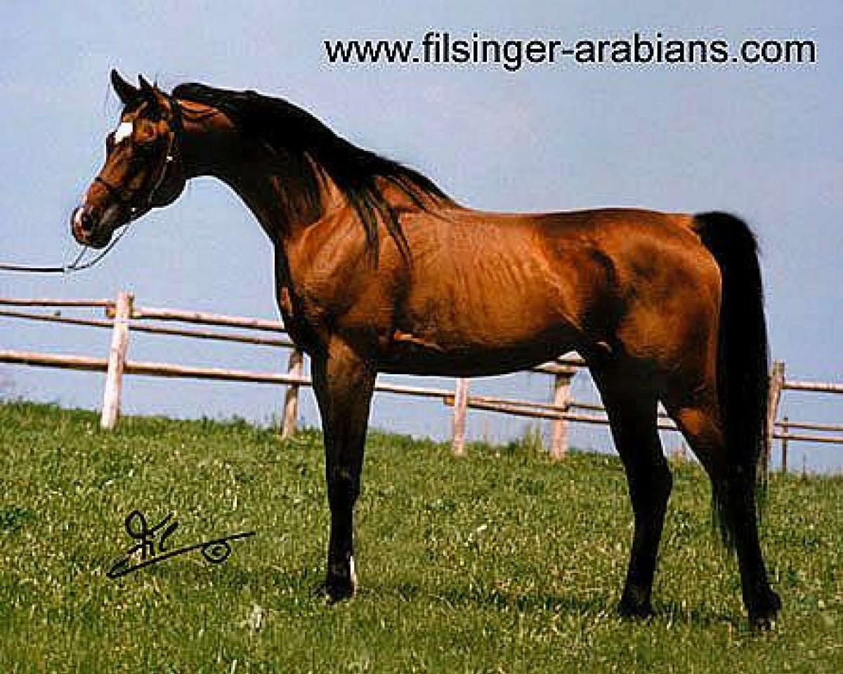 stallion Nabil Ibn Nazeefa 1977 ox (Arabian purebred, 1977, from Farag 1962 EAO)