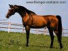 stallion Nabil Ibn Nazeefa 1977 ox (Arabian thoroughbred, 1977, from Farag 1962 EAO)