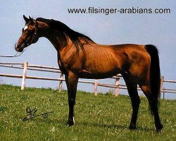 stallion Nabil Ibn Nazeefa 1977 ox (Arabian thoroughbred, 1977, from Farag 1962 EAO)