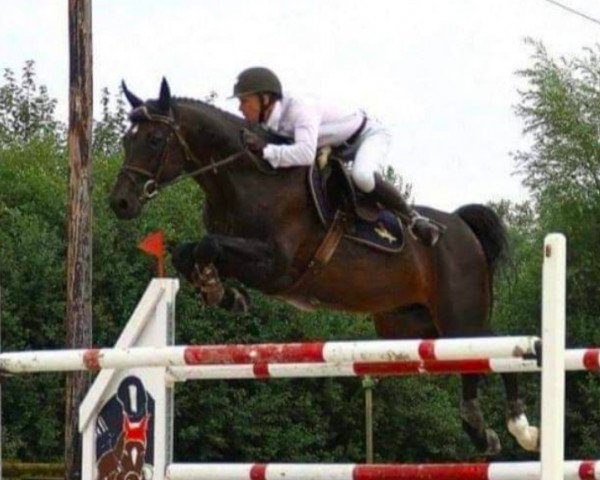 stallion Versace (KWPN (Royal Dutch Sporthorse), 2002, from Caretino)