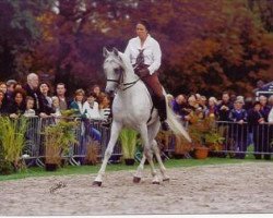 horse Mahyubi Son 1988 ox (Arabian thoroughbred, 1988, from Mahyubi Ibn Maisa 1982 ox)