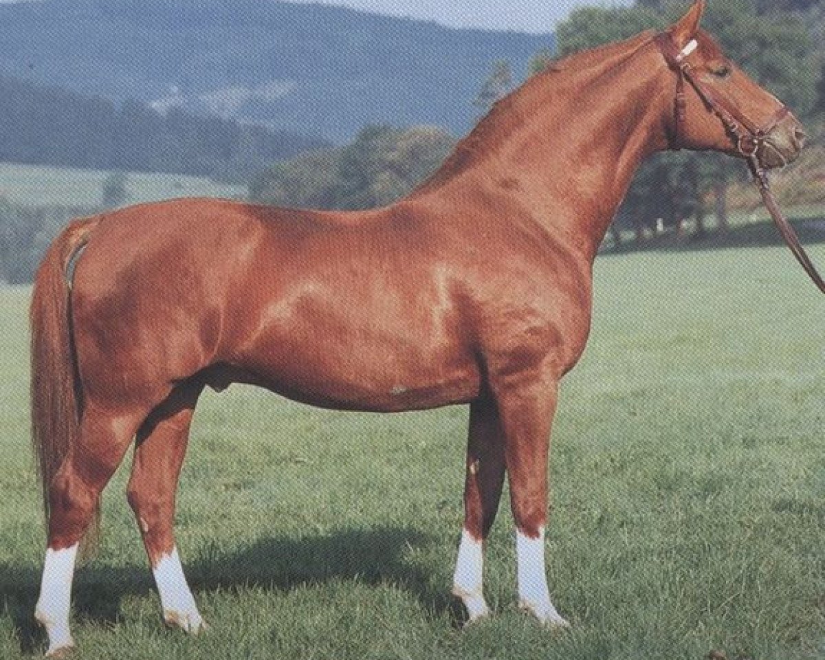 stallion Arzt (Württemberger, 1972, from Armin)