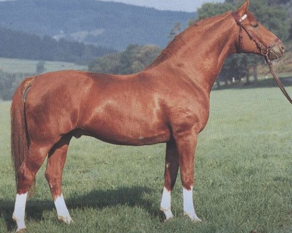 stallion Arzt (Württemberger, 1972, from Armin)