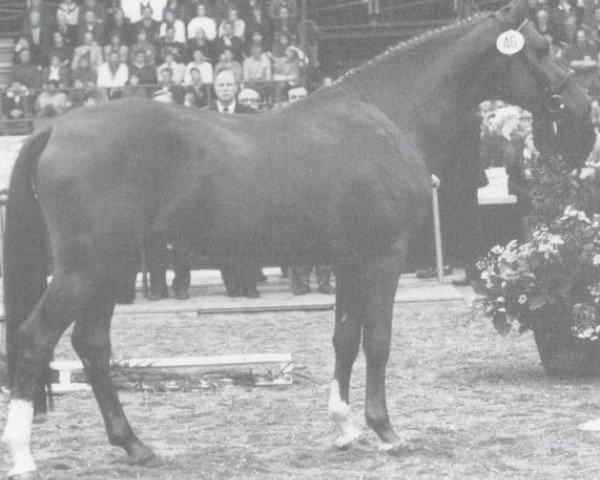 stallion Los Alamos (Holsteiner, 1985, from Lorenz)