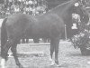 stallion Los Alamos (Holsteiner, 1985, from Lorenz)