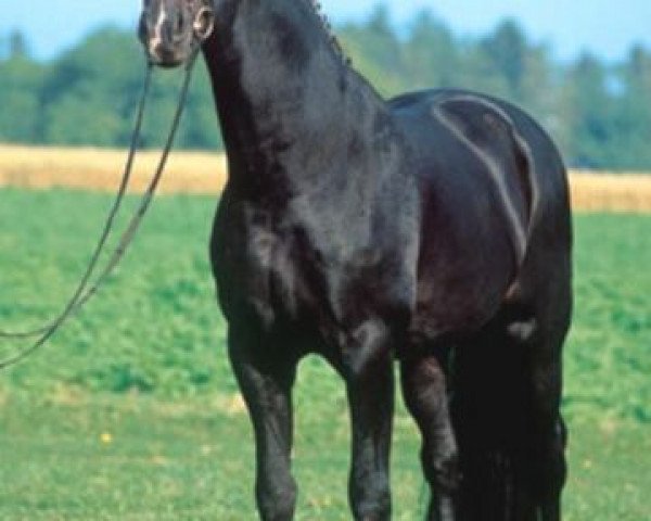 stallion Tullamore (Oldenburg, 1987, from Torero)