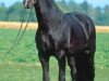 stallion Tullamore (Oldenburg, 1987, from Torero)