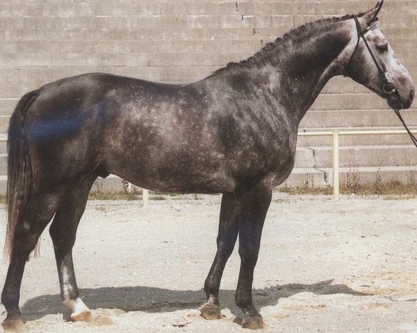 stallion Texas (Württemberger, 1981, from Tassilo)