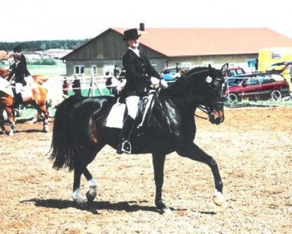 broodmare Tennesee (Württemberger, 1991, from Texas)