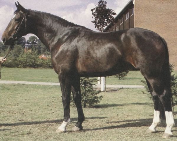 stallion Washington (Hanoverian, 1977, from Wendekreis)