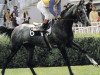 stallion Mourtazam xx (Thoroughbred, 1978, from Kalamoun xx)