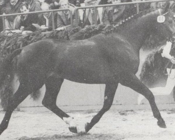 stallion Reval (Holsteiner, 1979, from Rasputin)