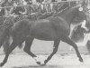 stallion Reval (Holsteiner, 1979, from Rasputin)