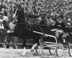 stallion Indiaan (Tuigpaarden, 1967, from Oregon)