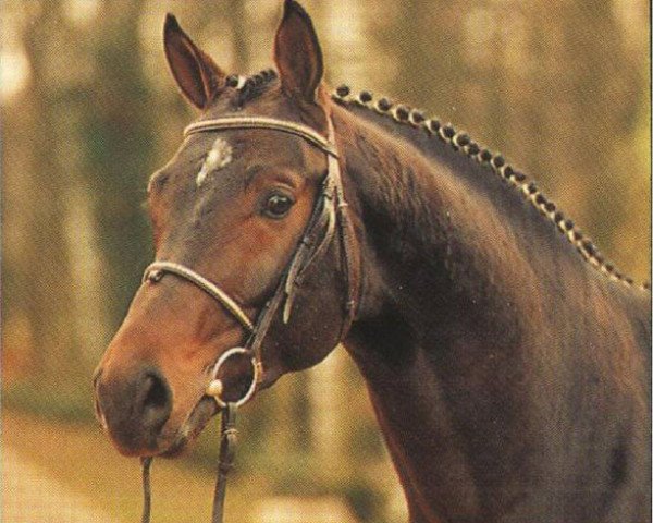 stallion Grand Amour (Westphalian, 1989, from Grannus)
