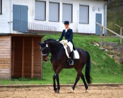 dressage horse Roi de Coeur 6 (Westphalian, 2004, from Rifaisos)