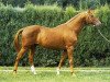 stallion Feticheur AA (Anglo-Arabs, 1971, from Unicol'Or AA)