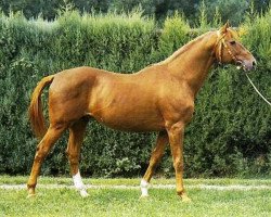 stallion Feticheur AA (Anglo-Arabs, 1971, from Unicol'Or AA)