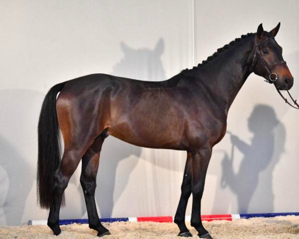 stallion Halifax de Vains (Selle Français, 2017, from Contendro I)