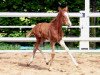 dressage horse Quasiro (German Warmblood, 2013, from DSP Quasi Gold Md)