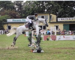 jumper Quite Perfect (Oldenburg show jumper, 2003, from Quite Capitol)