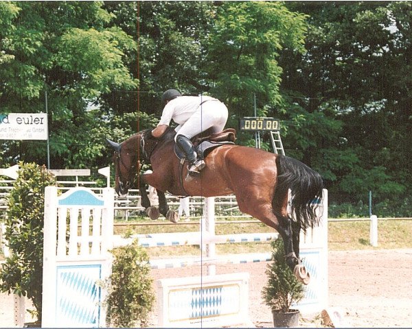 Zuchtstute Caja-Camira 2522 FIN (Holsteiner, 1997, von Camiros)