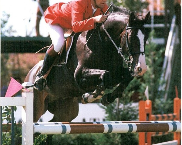 Pferd Rio Royale (Hannoveraner, 1990, von Rio Branco)