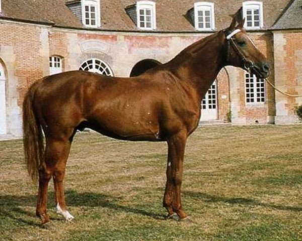 stallion Livarot (Selle Français, 1977, from Brilloso)