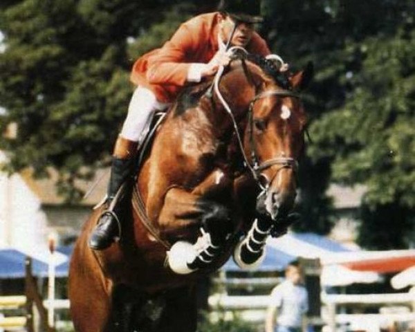 stallion Rivage Du Poncel (Selle Français, 1983, from Uriel)