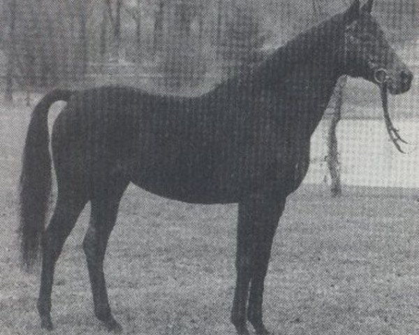 stallion Hohenstein xx (Thoroughbred, 1979, from Madruzzo xx)