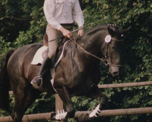 stallion Schwalbengruss (Trakehner, 1987, from Athlet)