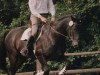 stallion Schwalbengruss (Trakehner, 1987, from Athlet)