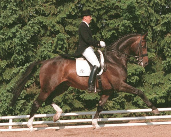 horse Cavan (Hanoverian, 1990, from Cavalier)