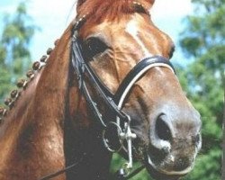 stallion Mazarin (Hanoverian, 1987, from Matcho AA)