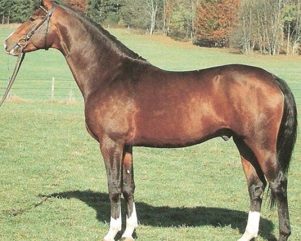 stallion Gilmor (Württemberger, 1987, from Girond)